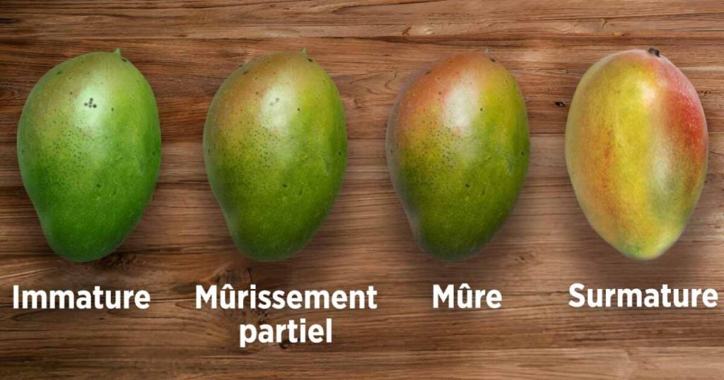 aspect visuel mangue