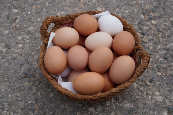 utiliser des oeufs périmés